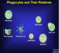 Image of Immune System